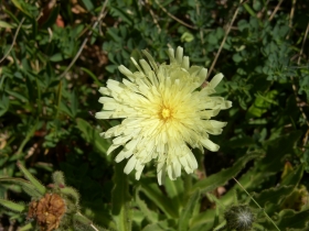 Hieracium intybaceaum passo varadega 06-08-07