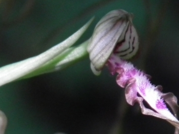 2011-05-19 Himantoglossum adriaticum 005