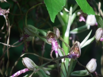 2011-05-19 Himantoglossum adriaticum 006