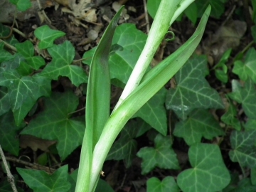 2011-05-19 Himantoglossum adriaticum 014