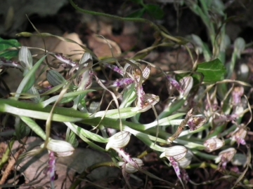 2011-05-19 Himantoglossum adriaticum 029