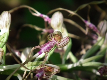 2011-05-19 Himantoglossum adriaticum 032