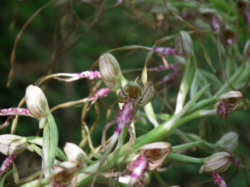 2011-05-19 Himantoglossum adriaticum 034