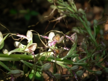 2011-05-19 Himantoglossum adriaticum 036