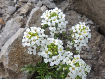 2012-07-01-Bagozza-Cimon-014