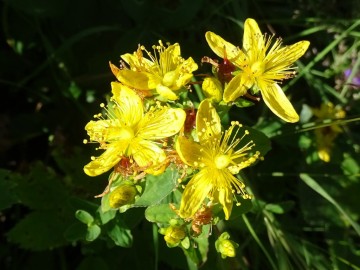 2022-07-09-passo-del-Frate-35Hypericum-maculatum