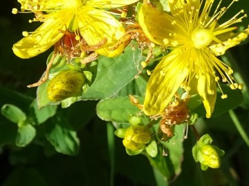 2022-07-09-passo-del-Frate-36Hypericum-maculatum