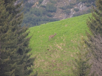 2013-05-12 zulino campagano capriolo 056