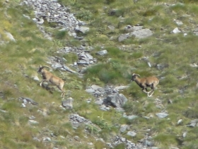 2013-09-21  Telenek
