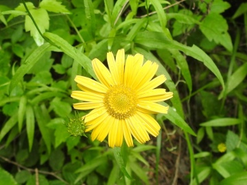 2023-07-19-fiori-Caregno-73a