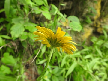 2023-07-19-fiori-Caregno-75