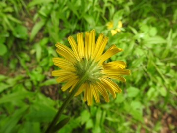 2023-07-19-fiori-Caregno-78