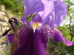 Iris cengialti