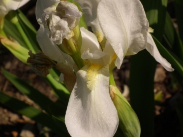 2011-04-25 tremalzo 012