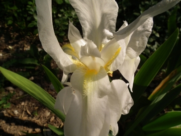 2011-04-25 tremalzo 015