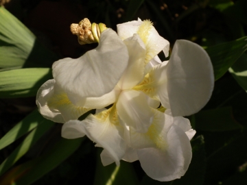 2011-04-25 tremalzo 017