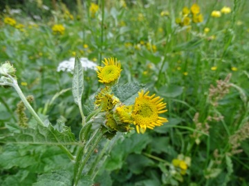 2021-07-03-passo-Serosine-65