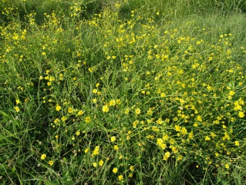 2021-09-06-fiori-Scerne-di-Pineto-26