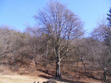 07 2009-03-22 Corno della vecchia 022