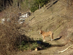 2017-02-18 valle delle Tese (10)