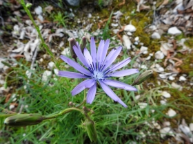 2018-05-06 Lactuca perennis_Cordespino_  (10)