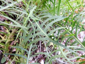 2018-05-06 Lactuca perennis_Cordespino_  (11)