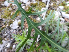 2018-05-06 Lactuca perennis_Cordespino_  (12)