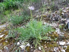 2018-05-06 Lactuca perennis_Cordespino_  (13)