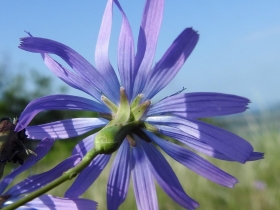 2018-05-06 Lactuca perennis_Cordespino_  (19)