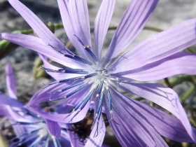 2018-05-06 Lactuca perennis_Cordespino_  (20)