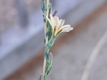 2026-09-17-Lactuca-saligna-3a