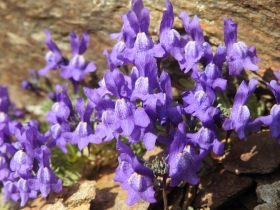 2018-07-10 laghi della Forcola e Primula integrifolia 052