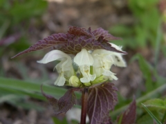 Lamium album