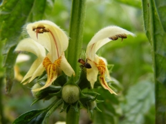 Lamium galeobdolom