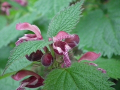 Lamium orvala