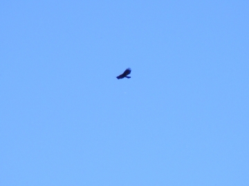 2008-10-26 Palabione (121)