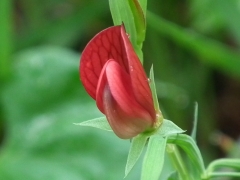 Lathyrus cicera