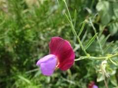 Lathyrus clymenum