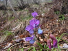 Lathyrus filiformis