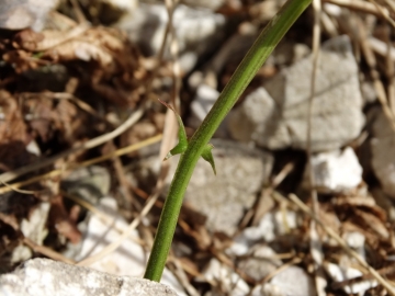 2014-03-30  valle di Sur 006