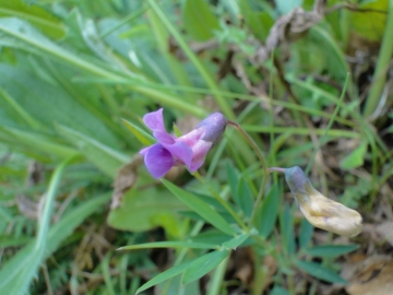 2012-04-22 Fiori San Vito 016