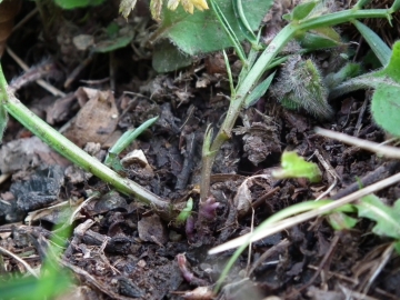 2012-04-22 san vito 071