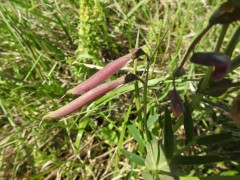 Lathyrus niger