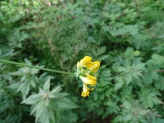 Lathyrus pratensis