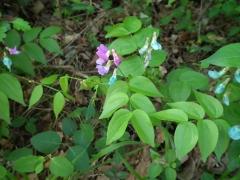 Lathyrus vernus