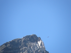 le aquile di cima Monticelli