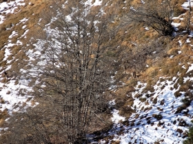 2017-12-09 cerve sotto il Meghè (29)