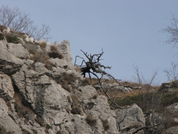 la famelica formica del Tignalga