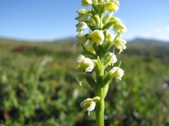 Leucorchis albida s.albida