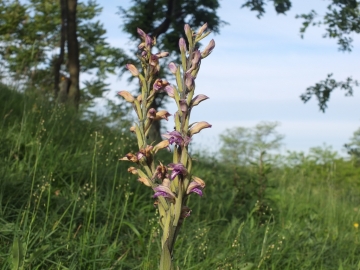 2014-05-16 lonato orchidee 013.jpg